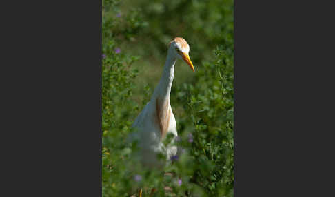 Kuhreiher (Bubulcus ibis)