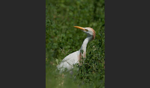 Kuhreiher (Bubulcus ibis)