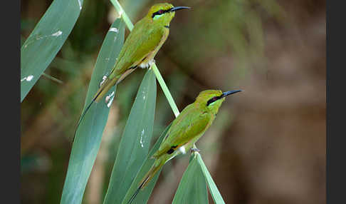 Smaragdspint (Merops orientalis)