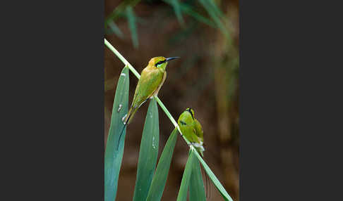 Smaragdspint (Merops orientalis)