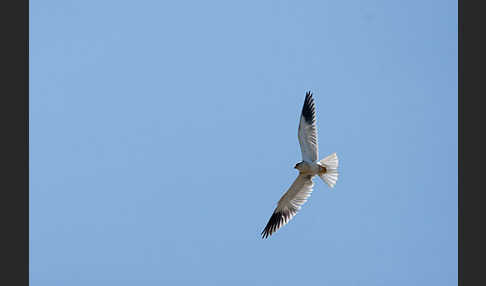 Gleitaar (Elanus caeruleus)