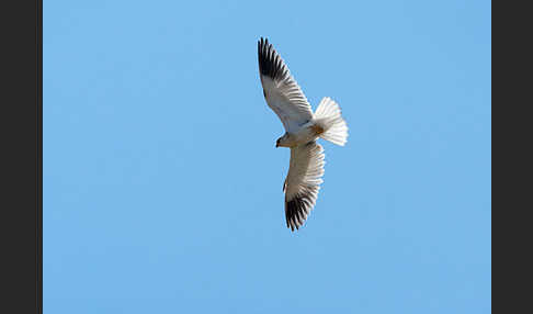 Gleitaar (Elanus caeruleus)