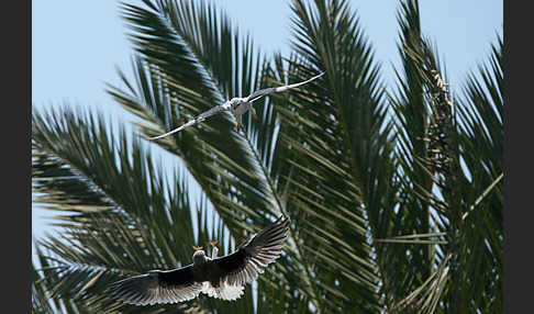 Gleitaar (Elanus caeruleus)