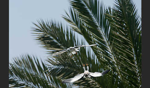 Gleitaar (Elanus caeruleus)