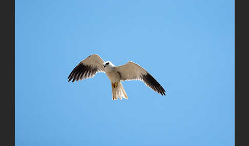 Gleitaar (Elanus caeruleus)