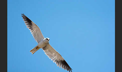 Gleitaar (Elanus caeruleus)