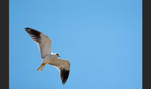 Gleitaar (Elanus caeruleus)