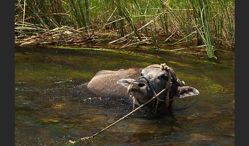 Wasserbüffel (Bubalus arnee)