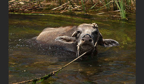 Wasserbüffel (Bubalus arnee)