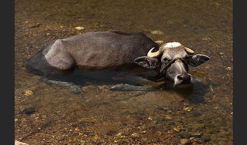 Wasserbüffel (Bubalus arnee)