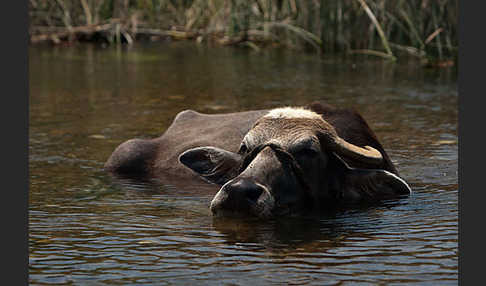 Wasserbüffel (Bubalus arnee)