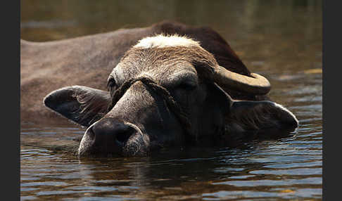 Wasserbüffel (Bubalus arnee)