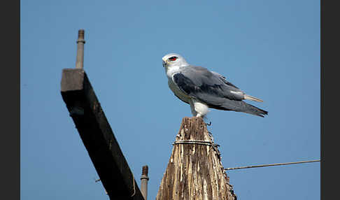 Gleitaar (Elanus caeruleus)