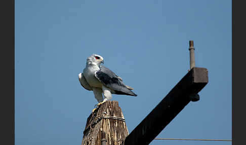 Gleitaar (Elanus caeruleus)