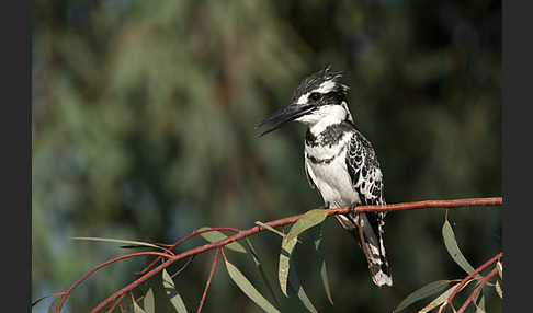 Graufischer (Ceryle rudis)