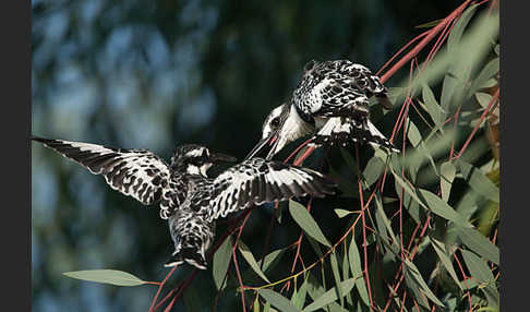 Graufischer (Ceryle rudis)