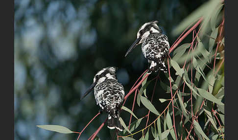 Graufischer (Ceryle rudis)