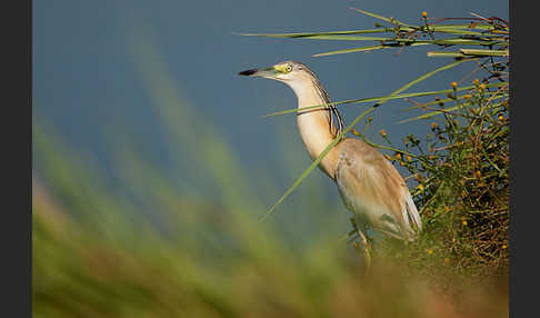 Rallenreiher (Ardeola ralloides)