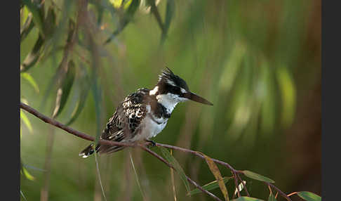 Graufischer (Ceryle rudis)