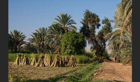 Aegypten (Egypt)