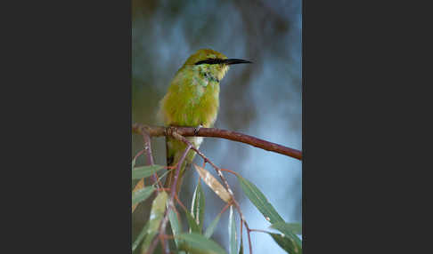 Smaragdspint (Merops orientalis)