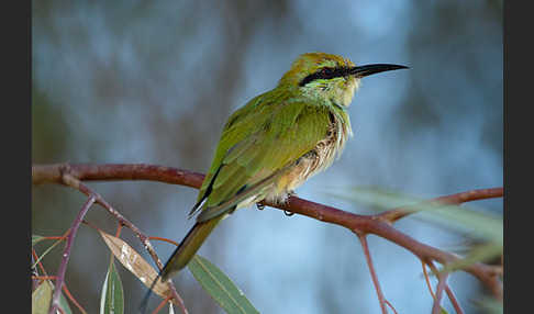 Smaragdspint (Merops orientalis)