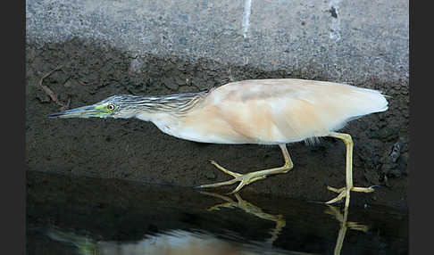 Rallenreiher (Ardeola ralloides)