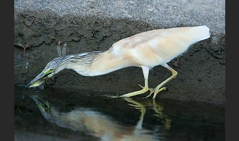 Rallenreiher (Ardeola ralloides)