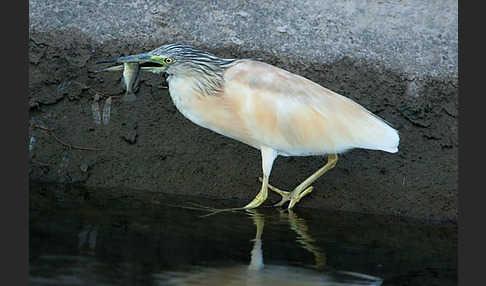 Rallenreiher (Ardeola ralloides)