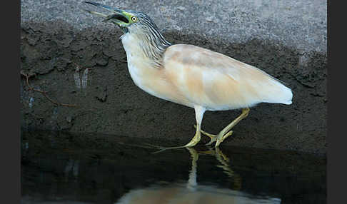 Rallenreiher (Ardeola ralloides)