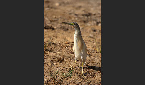 Rallenreiher (Ardeola ralloides)