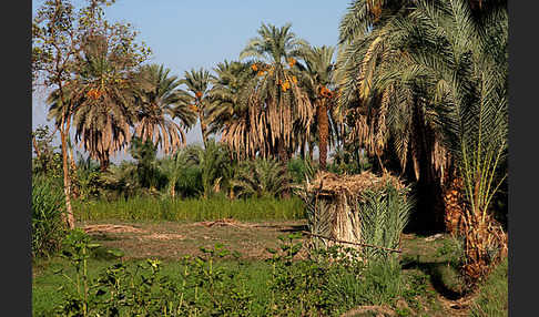 Aegypten (Egypt)