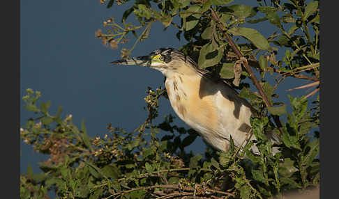 Rallenreiher (Ardeola ralloides)