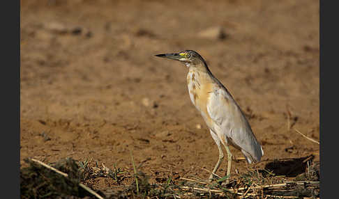 Rallenreiher (Ardeola ralloides)