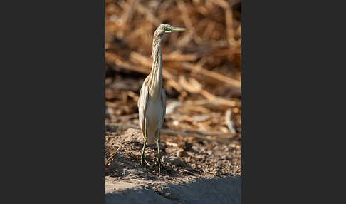 Rallenreiher (Ardeola ralloides)