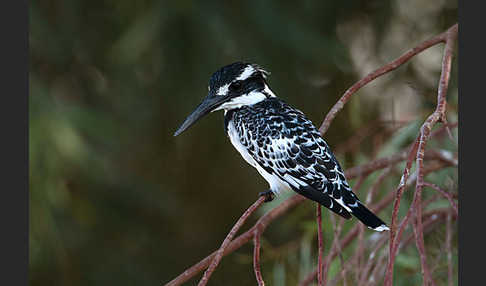 Graufischer (Ceryle rudis)