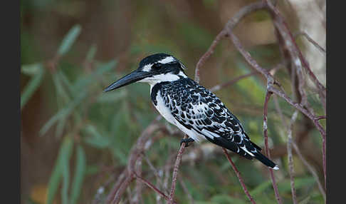 Graufischer (Ceryle rudis)