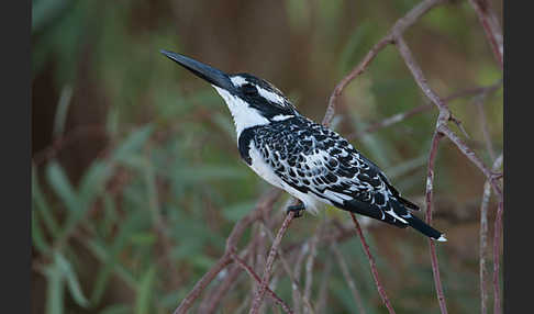 Graufischer (Ceryle rudis)