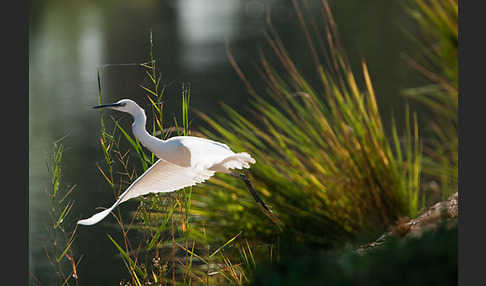 Seidenreiher (Egretta garzetta)