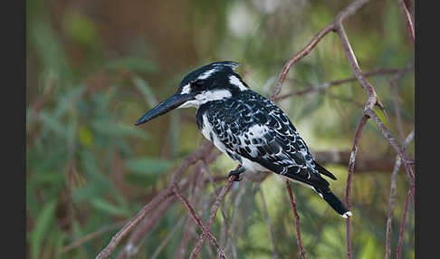 Graufischer (Ceryle rudis)