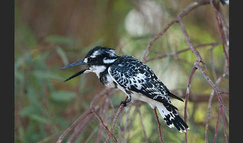 Graufischer (Ceryle rudis)