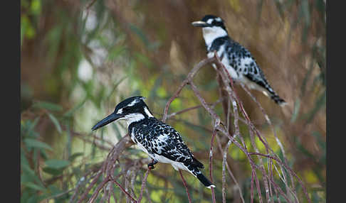 Graufischer (Ceryle rudis)