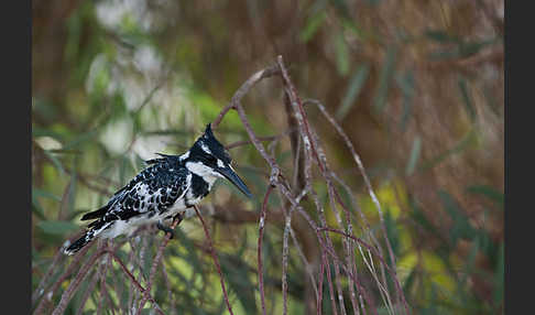 Graufischer (Ceryle rudis)