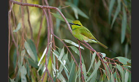 Smaragdspint (Merops orientalis)