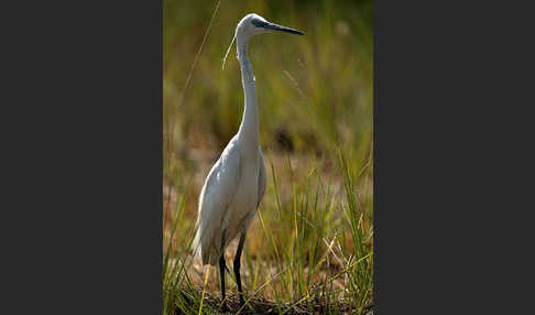 Seidenreiher (Egretta garzetta)