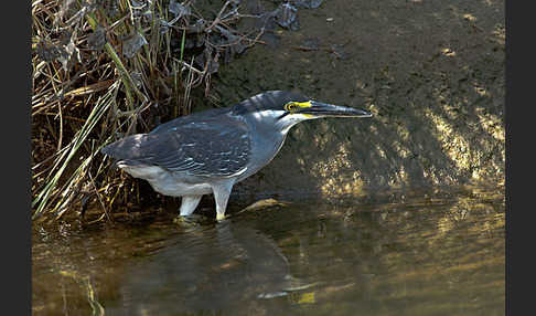 Mangrovenreiher (Butorides striatus)