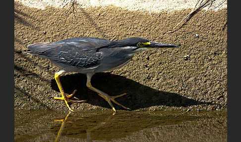 Mangrovenreiher (Butorides striatus)