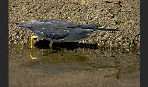 Mangrovenreiher (Butorides striatus)