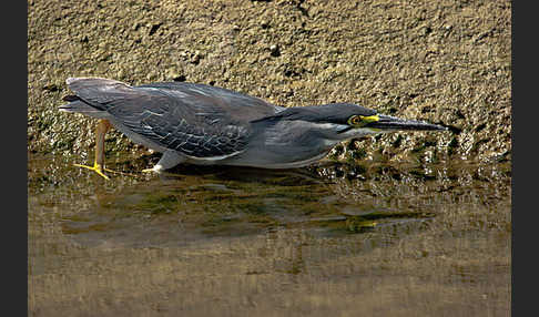 Mangrovenreiher (Butorides striatus)