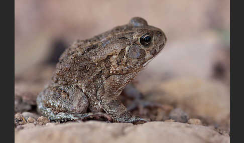 Berberkröte (Bufo mauritanicus)